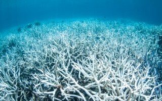 Coral bleaching