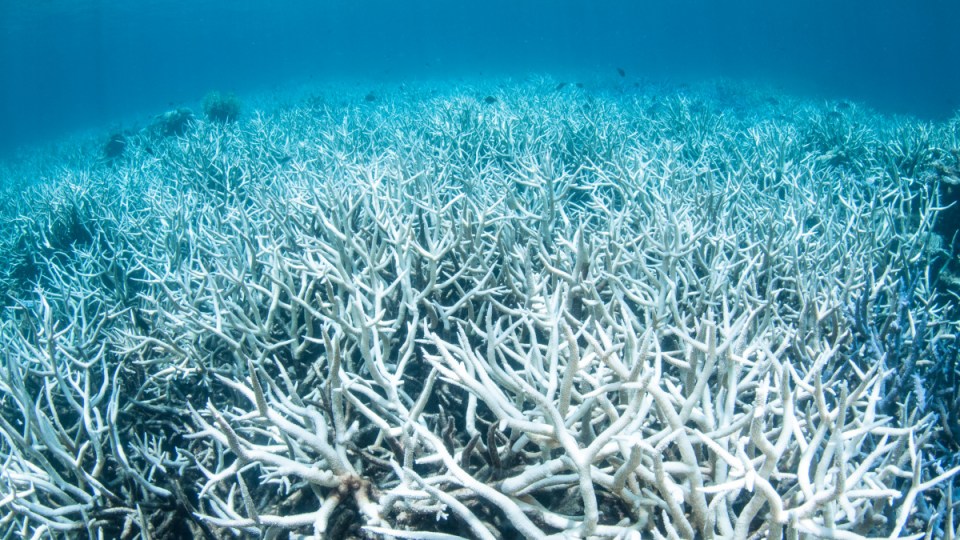 Coral bleaching