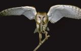 barn owls