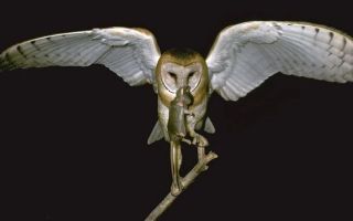 barn owls