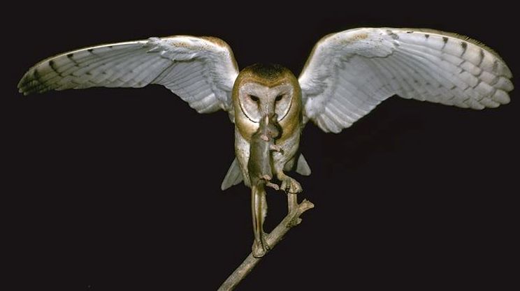 barn owls