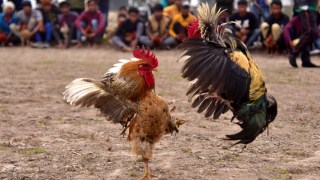 gunmen rooster mexico
