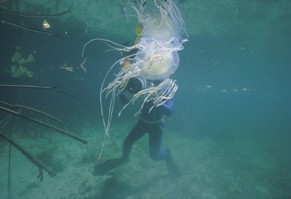 box jellyfish