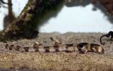small shark