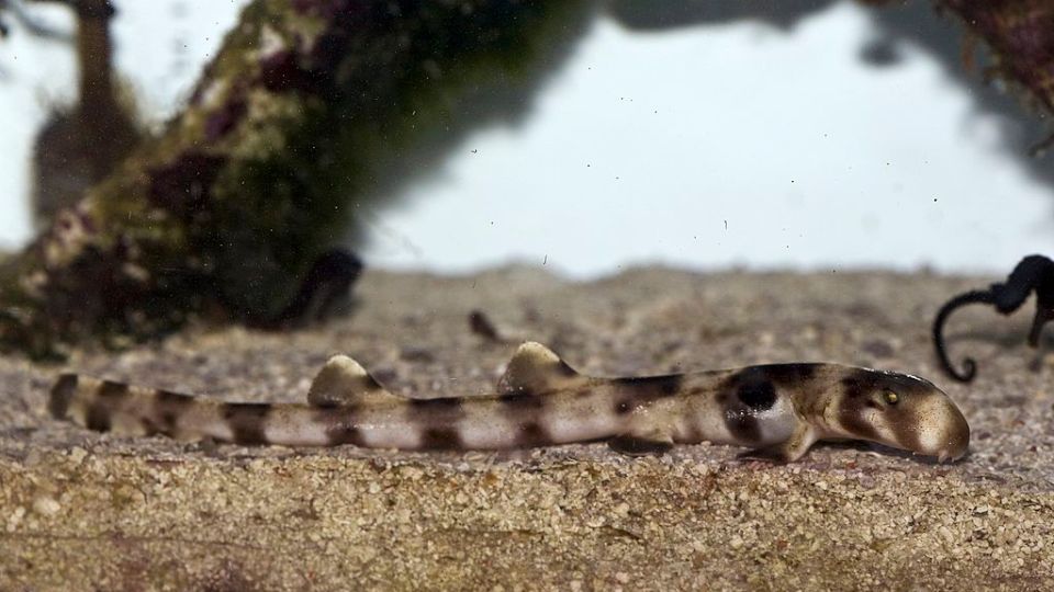 small shark