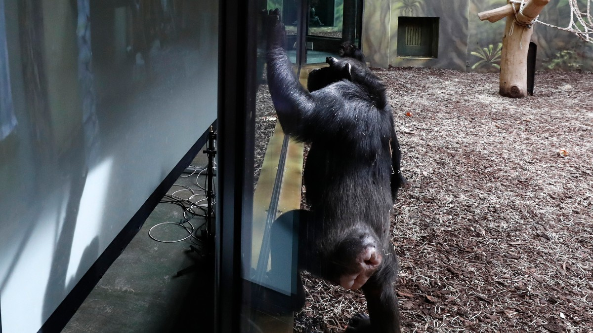 Chimp czech zoo