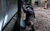 Chimp czech zoo