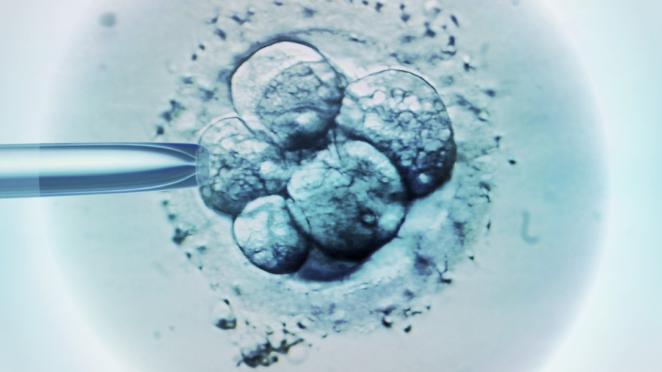 embryo skin cells monash