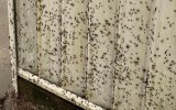 spiders nsw floods