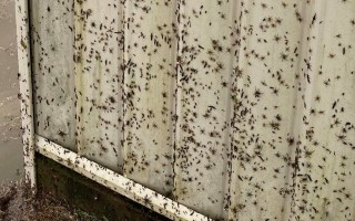spiders nsw floods