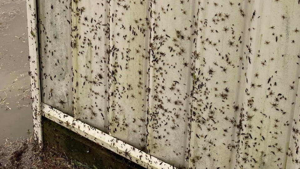 spiders nsw floods