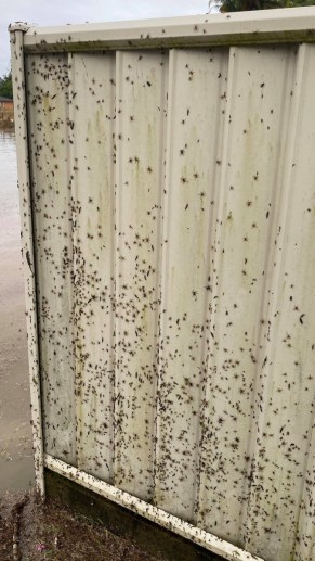 nsw floods spiders