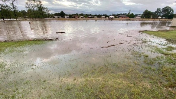 nsw floods spiders