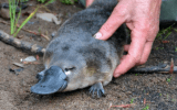 platypus