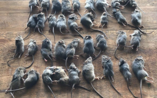mice plague victoria