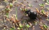 mouse plague nsw floods