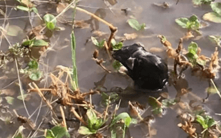 mouse plague nsw floods