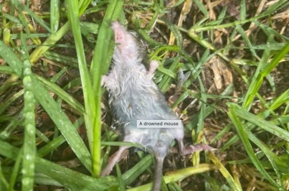 mouse plague floods nsw