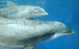 dolphins