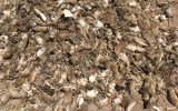 mouse plague nsw