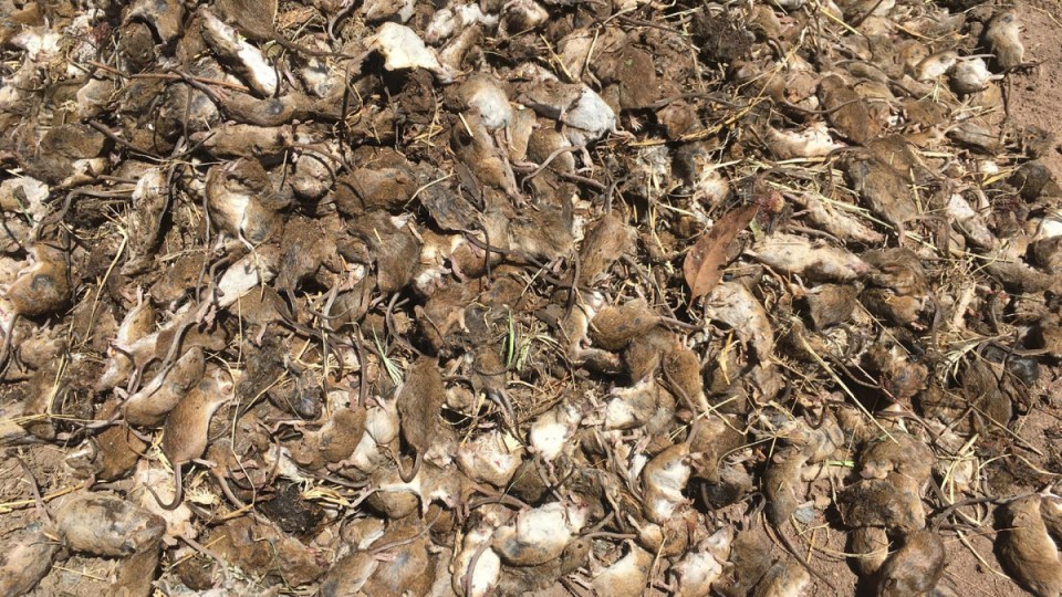 mouse plague nsw