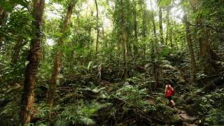 daintree rainforest