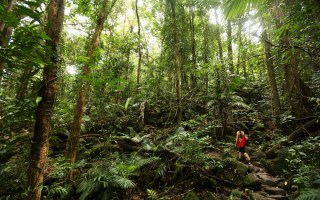daintree rainforest