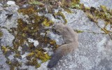 squirrels