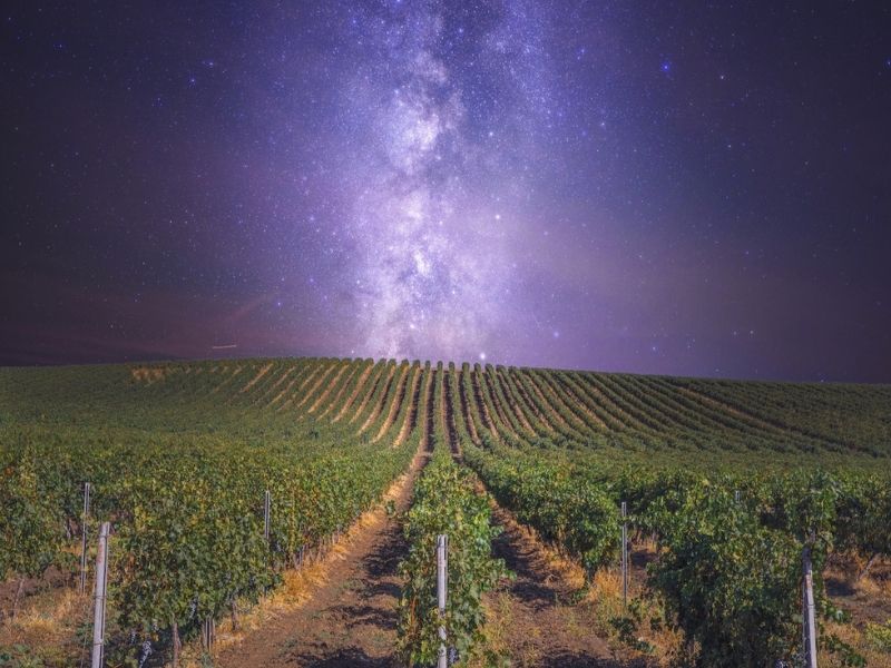 The Shiraz Republic - Wine under the stars
