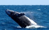 whale accident boat