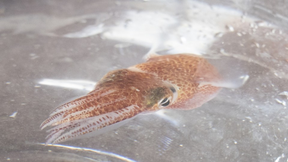 squid-space