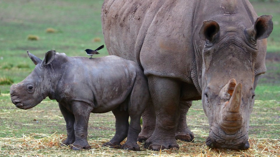 taronga zoo covid breach