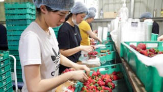 Workers sorting strawberries