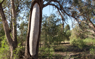 A Wiradjuri scar tree located on the outskirts of Narrandera, NSW.
