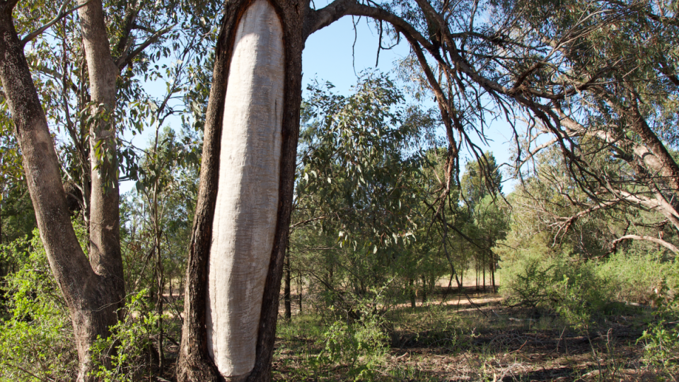 A Wiradjuri scar tree located on the outskirts of Narrandera, NSW.