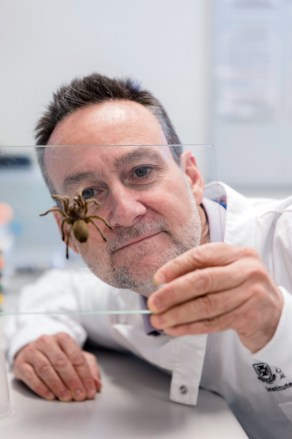 Funnel web discovery