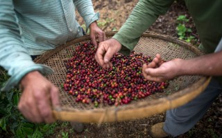 Farmers check coffee beans handpicked at their farm located in Forquilha do Rio, municipality of Dores do Rio Preto, Espirito Santo, Brazil