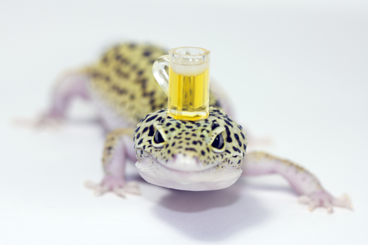 Lizard drinking slang term