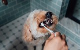 Dog teeth brushing