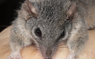 fire marsupial australia