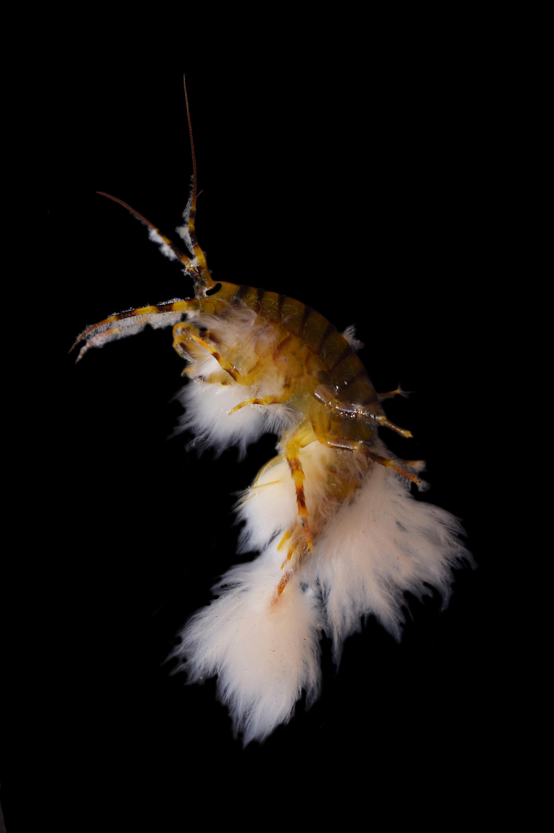 Eulimnogammarus verrucosus, a species of crustacean endemic to the UNESCO World Heritage Site Lake Baikal, suffering from a parasitic ciliate infection
