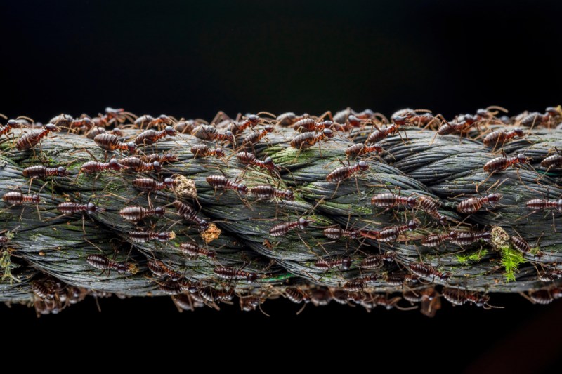 ‘Small Big Migration’ captures a moment in the life of a population of soldier termites as they migrate to ensure survivorship and reproduction of the colony