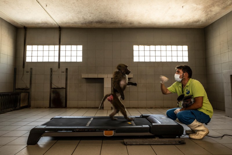 “Learning to Be Human” captures a researcher using a baboon to study the evolution of human locomotion