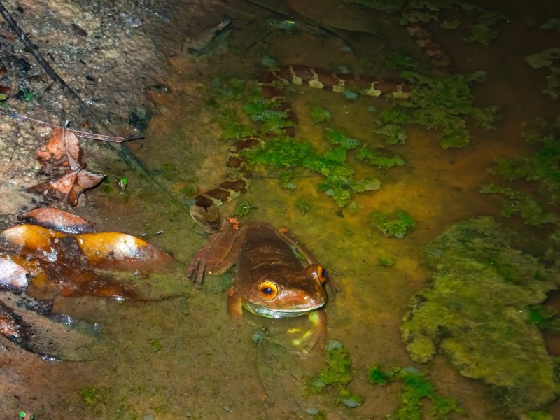 “Eerie Stalker” depicts a giant gladiator frog’s escape from a snake