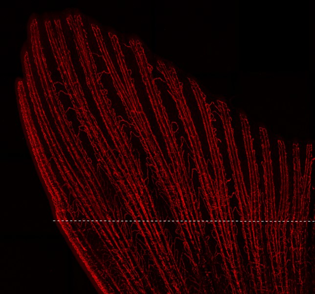 A zebrafish regrew its tail fin only two weeks after the appendage was clipped at the white horizontal dotted line