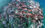 A school of jack fish in a spiral formation at Heron Island in the Great Barrier Reef. A visual metaphor for the spiralling crisis unfolding within our oceans and the need for concentrated efforts to protect marine ecosystems.