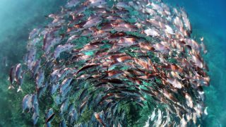 A school of jack fish in a spiral formation at Heron Island in the Great Barrier Reef. A visual metaphor for the spiralling crisis unfolding within our oceans and the need for concentrated efforts to protect marine ecosystems.