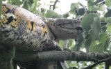 python british garden