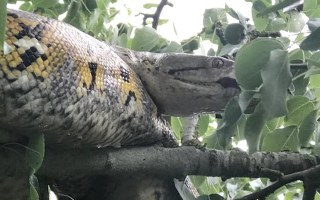 python british garden