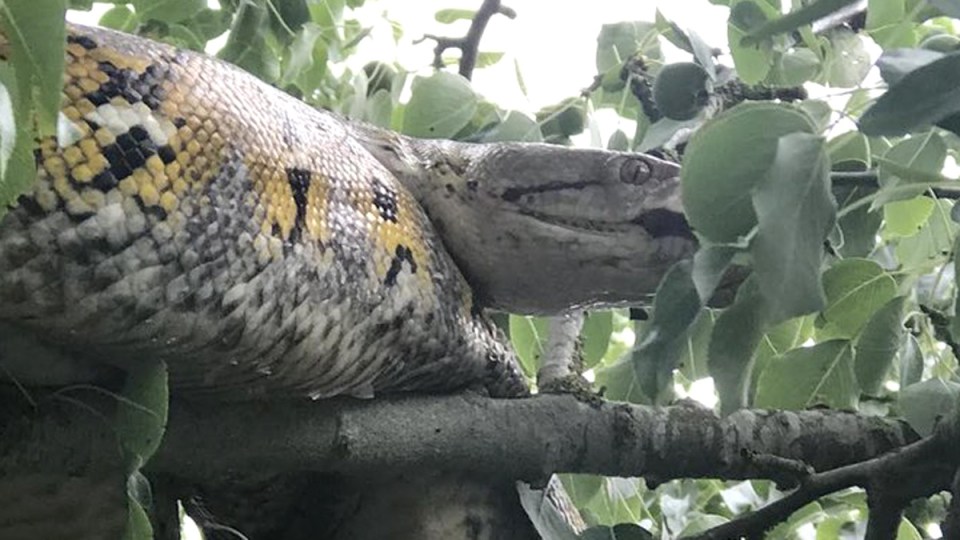 python british garden
